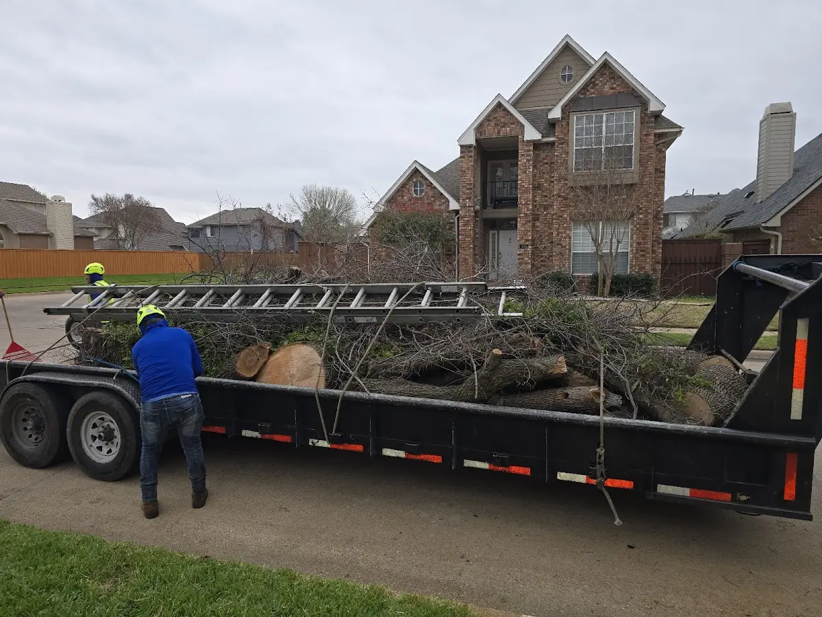 Expert Tree Removal with proper safety equipment in Colon